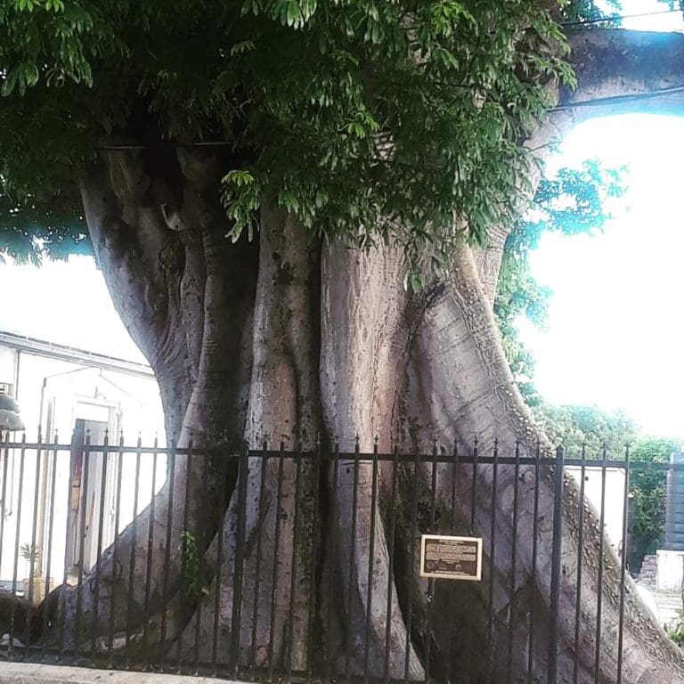 New Law Means Virgin Islanders Need Permits To Prune or Remove Roadside Trees