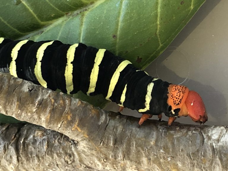 Connecting with Nature: From Frangipani Caterpillar to Pseudosphinx Moth