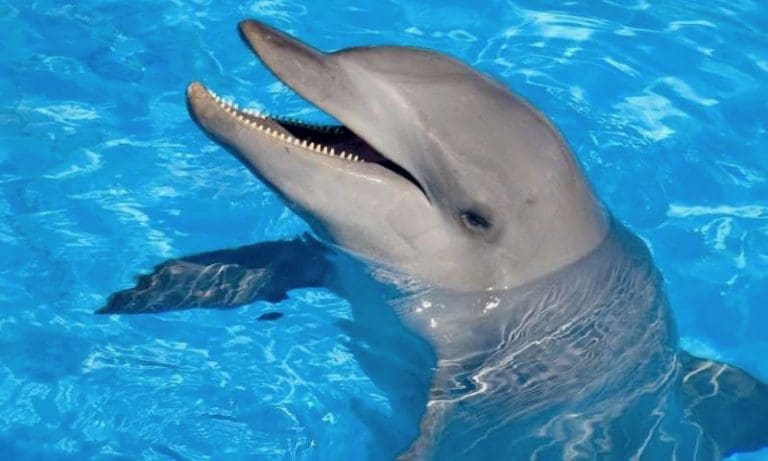 Coral World Welcomes Four Dolphins