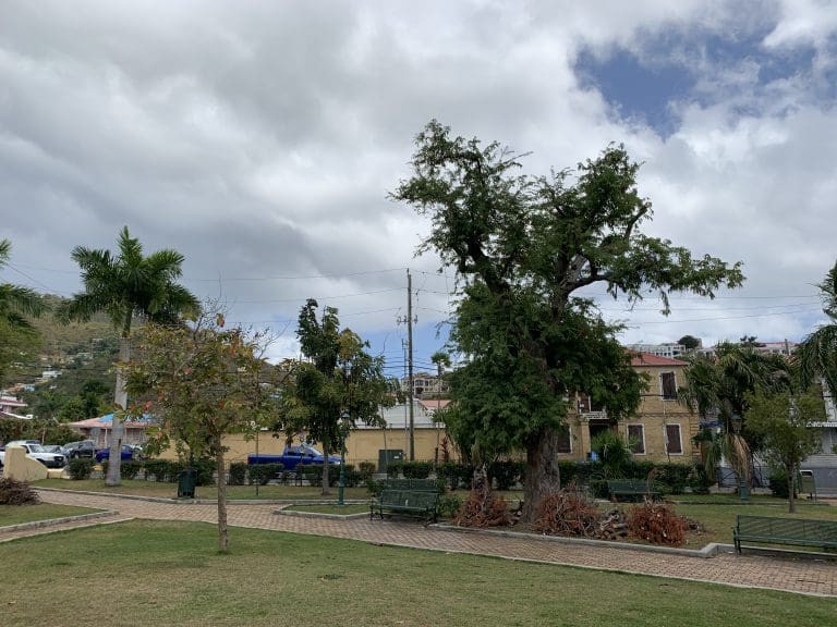 Volunteers Spruce Up Trees in Roosevelt Park