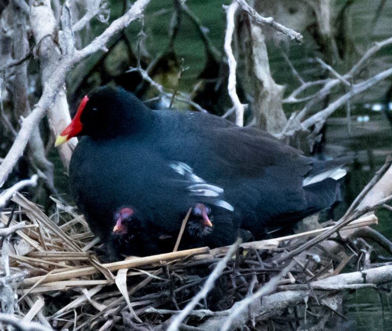 Connecting with Nature: Gallinules Growing Up