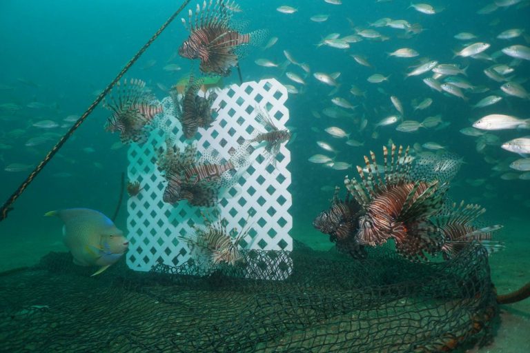 CORE Launches a New Approach to Controlling Lionfish