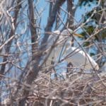 Bird-in-mangrove-300×200.jpg