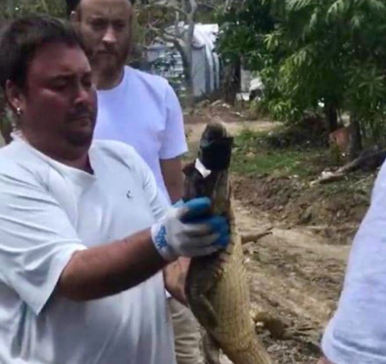 Multiple Caimans Captured on St. Thomas