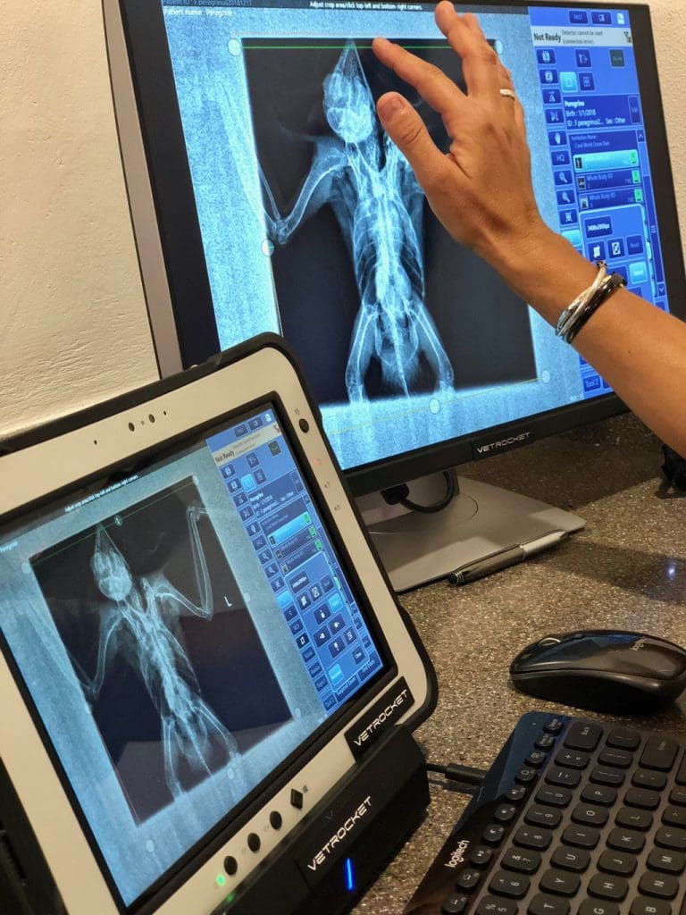 Coral World, Avian Sanctuary Help Injured Falcon Rehab