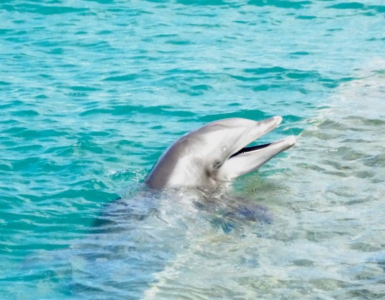 Dolphins Settling In and Welcoming Guests