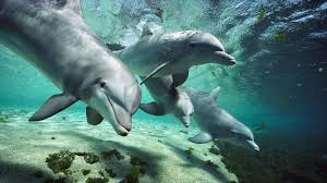 National Marine Fisheries Extends Comment Period for Importation of Captive Dolphin
