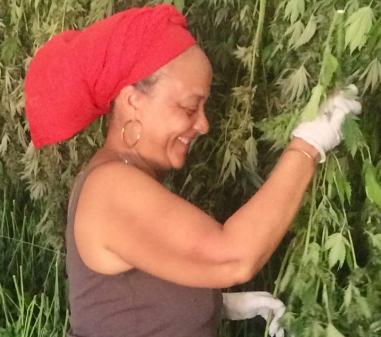 Education About Hemp Could Profit Growers, Ancillary Businesses