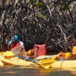 mangrove-kayak-300×200.jpg