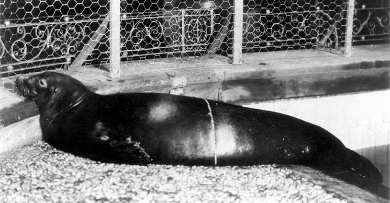Commentary: Whatever Happened to the Caribbean Monk Seal, Last Seen in the 1950s?