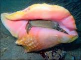 Seasonal Prohibition on Fishing for/ Possession of Queen Conch Begins June 1