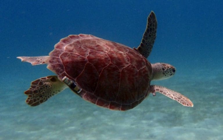UVI Research Shows Sea Turtles Returned After Hurricanes