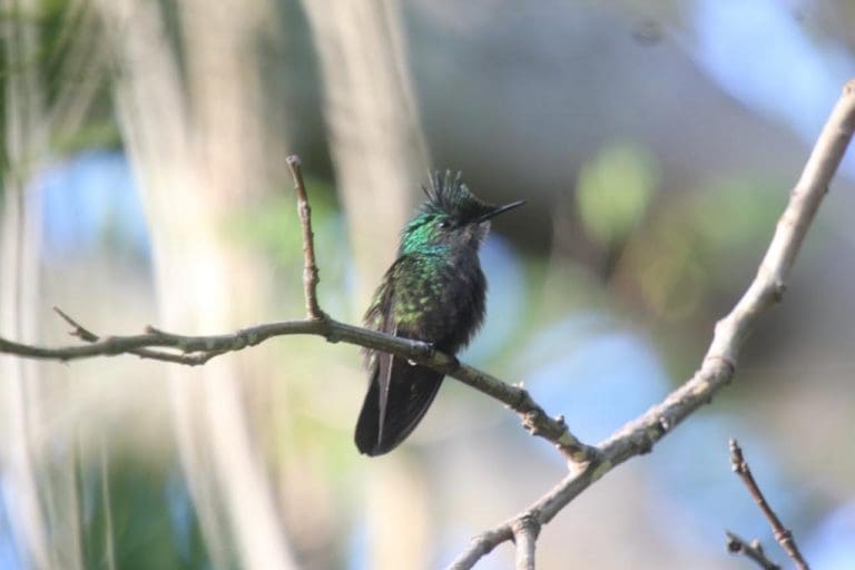 Winged Guests Slowly Returning to V.I., Birders Say