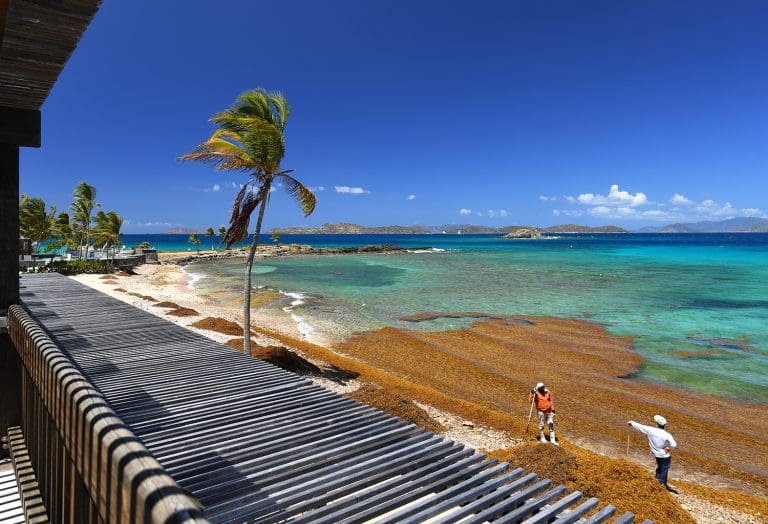 Spread of Sargassum Seaweed May be ‘New Normal’