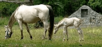 Ag Committee OKs Bill Seeking to Define Horses as Livestock
