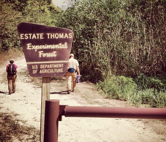 STX’s Estate Thomas Experimental Forest: A Resource for the Future