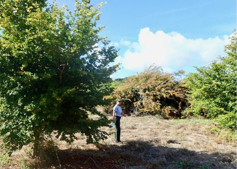 National Park Service Makes Progress Repopulating Native Plants