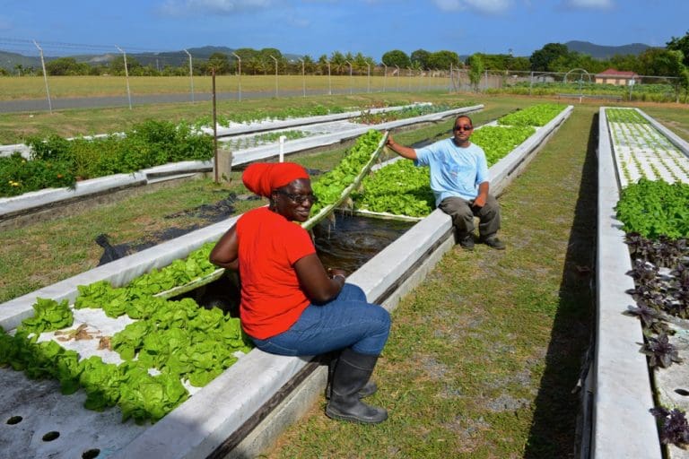 National Geographic Features UVI Aquaponics Program