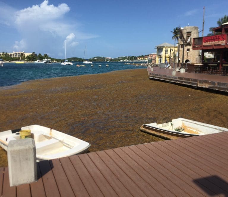 Islands Stagger Under Weight of Sargassum
