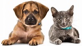 VITEMA Shares National Preparedness Month Tips for Pets