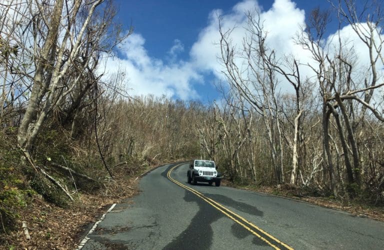 Two Years Post Irma: Recovery of Plants and Trees Continues