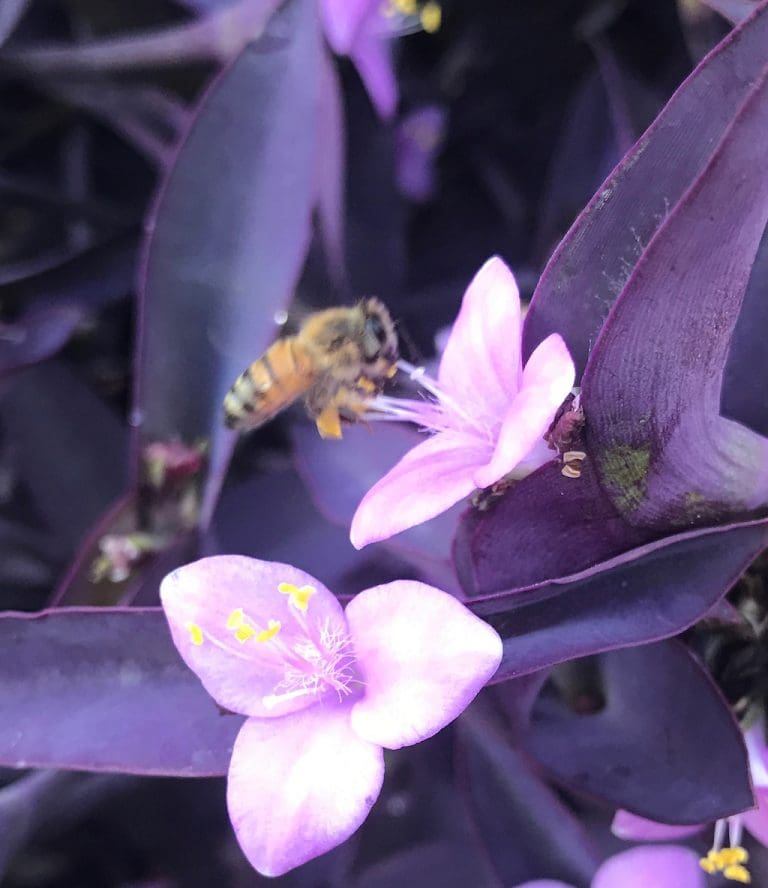 Beekeepers ‘Buzzaar’ Celebrates National Honey Month