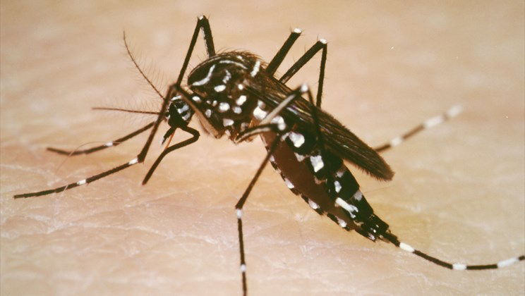 Health Department Reports No Dengue Cases in Territory