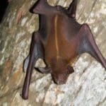 Greater-Bulldog-Bat-200×300.jpg
