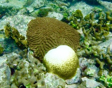 Climate Change Is Destroying Coral Reefs: How to Help