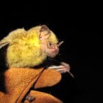 Jamaican-Fruit-eating-bat.jpg