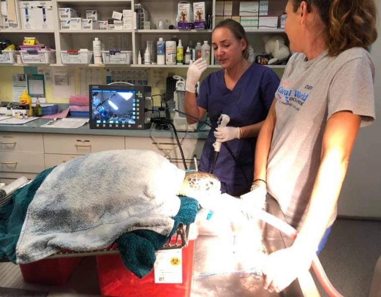 STX Animal Center Joins With Others to Rescue Turtle