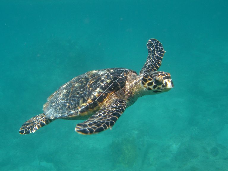 Sea Turtle Research Program Seeks Research Assistants/ Interns