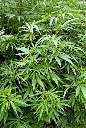 V.I. Cannabis Advisory Board Holds First Formal Meeting
