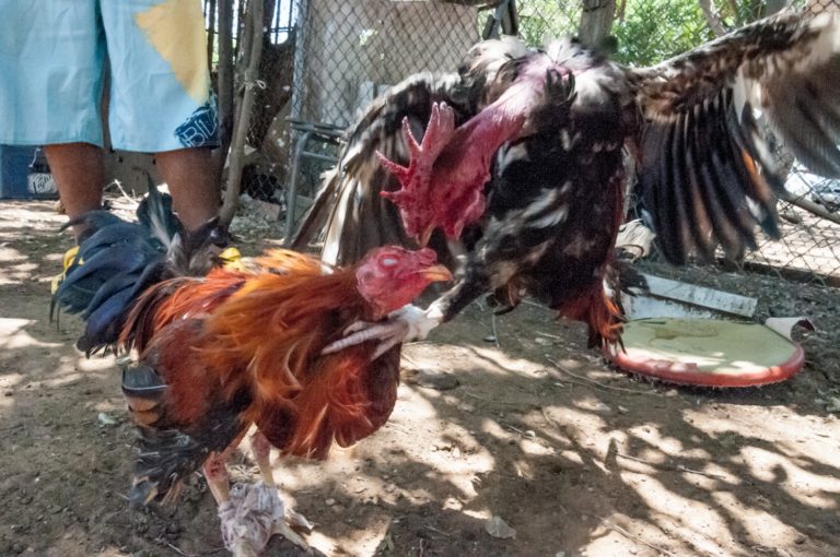 Op-Ed: Cockfighting Is Animal Cruelty, Not a Cultural Tradition