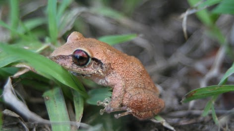 Scientists Ask Community to Take Part in The Great V.I. Frog Count