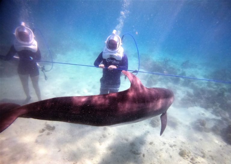 Coral World Reopens, Launches ‘Dolphin TREK’