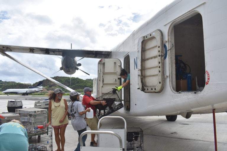 Rescue Flight Departs St. Thomas with Over 200 Cats and Dogs