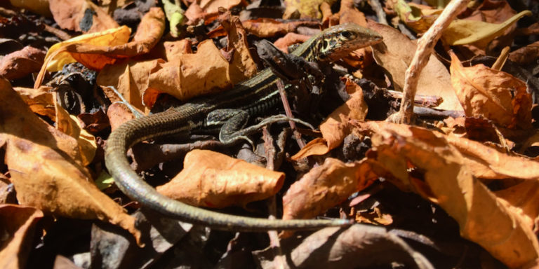 Cooperative Project Hopes to Preserve the St. Croix Ground Lizard