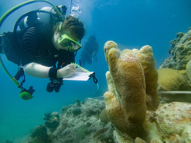 V.I. Coral Disease Outbreak Response Plan Published to Combat Stony Coral Tissue Loss