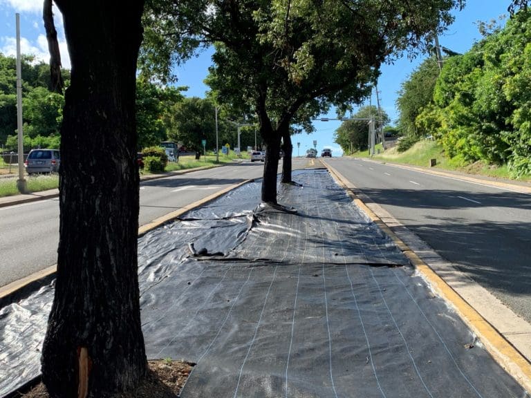 DPW Develops Landscaping Pilot Program Initiative