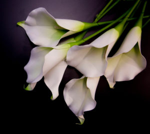 flower lilies funeral shutterstock