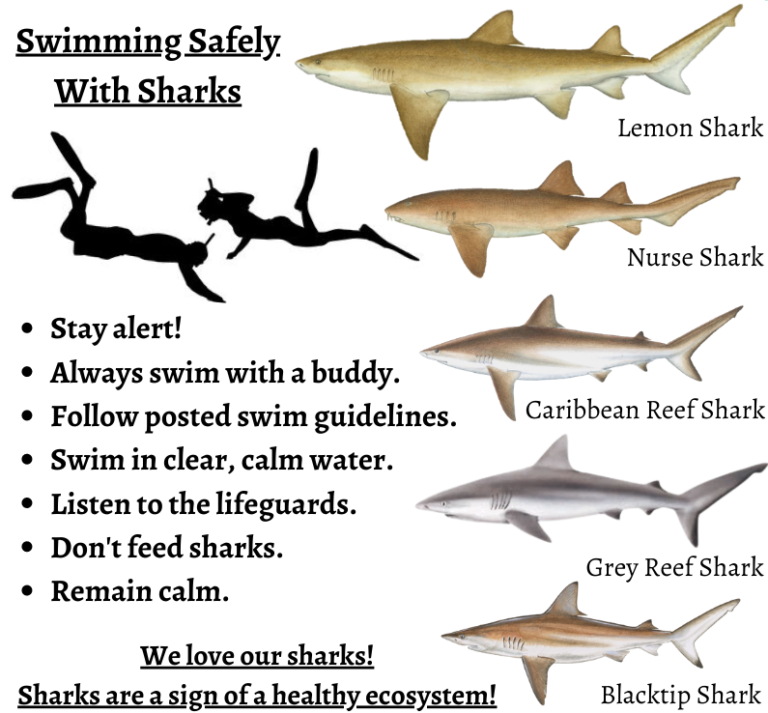 DPNR Releases New Guide to Common Sharks of the V.I.