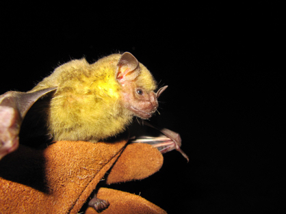 Bat Research Continues; Population in Slow, Steady Recovery