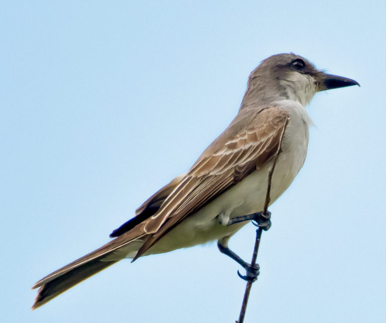 Gray Kingbirds Emerge as Leaders in the Annual St. John Bird Count