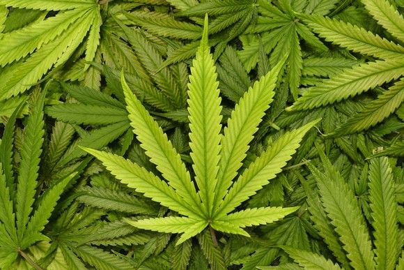Marijuana leaves (Yahoo photo)