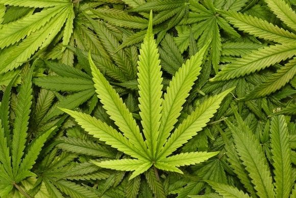 Arizona Man Sentenced for Marijuana in Luggage on STX Flight