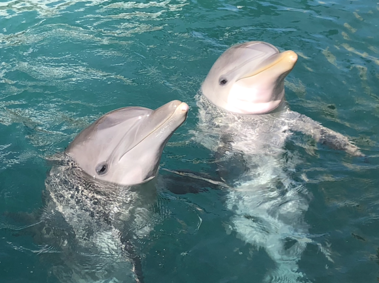 Coral World Ocean Park Welcomes Two New Dolphins