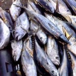 commercial fishing