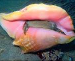 queen conch