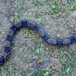 red tail boa